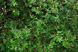 Attēlu rezultāti vaicājumam “Salix myrsinifolia”