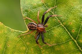 Attēlu rezultāti vaicājumam “Xysticus bifasciatus”