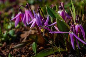 Attēlu rezultāti vaicājumam “Erythronium sibiricum”