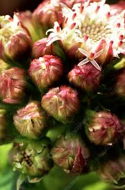 Attēlu rezultāti vaicājumam “Tussilago farfara flower”