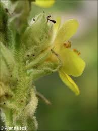 Attēlu rezultāti vaicājumam “Verbascum thapsus bud”