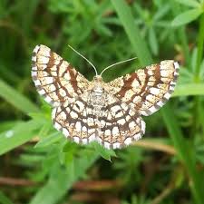 Attēlu rezultāti vaicājumam “Chiasmia clathrata”