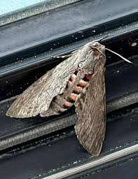 Attēlu rezultāti vaicājumam “Agrius convolvuli”