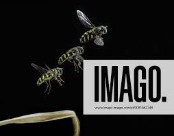 Attēlu rezultāti vaicājumam “Syrphus sp. imago”