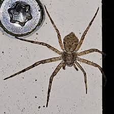 Attēlu rezultāti vaicājumam “Philodromus margaritatus”