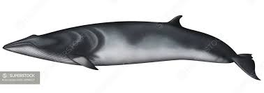 Image result for Balaenoptera acutorostrata
