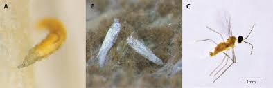 Attēlu rezultāti vaicājumam “Cecidomyiidae”