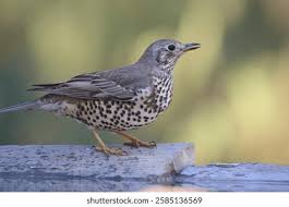 Attēlu rezultāti vaicājumam “Turdus viscivorus adult”