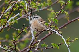 Image result for Emberiza cia