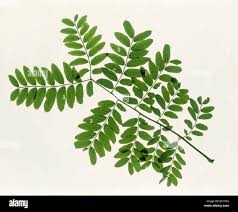 Attēlu rezultāti vaicājumam “Gleditsia triacanthos leaf”