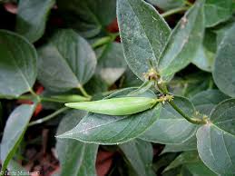 Attēlu rezultāti vaicājumam “Vincetoxicum hirundinaria fruit”