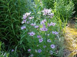 Image result for Aster novi-belgii