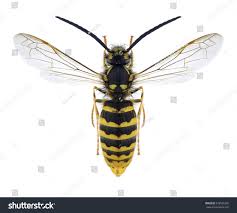 Attēlu rezultāti vaicājumam “Vespula germanica male”