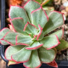 Image result for Mehikasvi