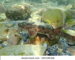 Image result for Haploblepharus edwardsii