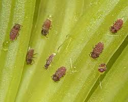 Attēlu rezultāti vaicājumam “Adelges laricis nymph”