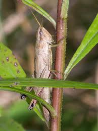 Attēlu rezultāti vaicājumam “Chrysochraon dispar”
