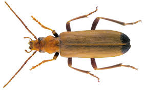 Attēlu rezultāti vaicājumam “Oedemeridae”