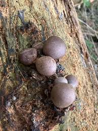 Attēlu rezultāti vaicājumam “Lycogala roseosporum spores”