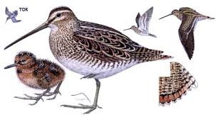 Image result for Gallinago gallinago