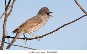 Attēlu rezultāti vaicājumam “Sylvia nisoria”