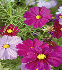 Image result for Schmuckkörbchen