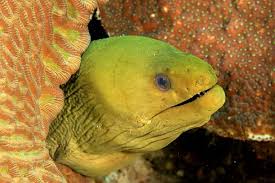 Image result for Gymnothorax funebris