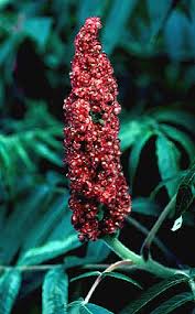 Attēlu rezultāti vaicājumam “Rhus typhina flower”