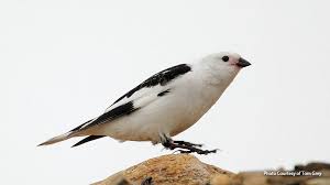 Attēlu rezultāti vaicājumam “Plectrophenax nivalis”