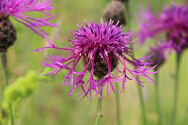 Attēlu rezultāti vaicājumam “Centaurea scabiosa fruit”