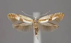 Attēlu rezultāti vaicājumam “Argyresthia pruniella”