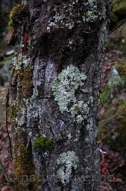 Attēlu rezultāti vaicājumam “Menegazzia terebrata”