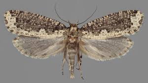 Attēlu rezultāti vaicājumam “Scardia boletella”