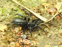 Attēlu rezultāti vaicājumam “Aranei exuvia”