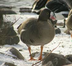 Attēlu rezultāti vaicājumam “Anser anser adult”