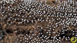 Attēlu rezultāti vaicājumam “Physarum album”