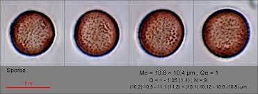 Attēlu rezultāti vaicājumam “Physarum obscurum spores”