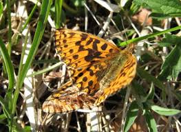 Attēlu rezultāti vaicājumam “Boloria dia upperside”