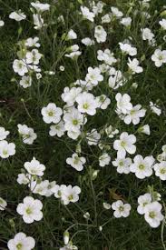 Attēlu rezultāti vaicājumam “Arenaria procera”