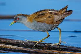 Image result for Porzana parva