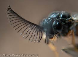 Attēlu rezultāti vaicājumam “Diprionidae”