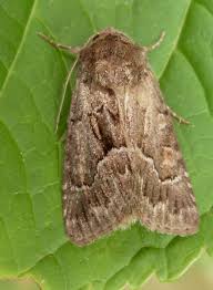 Attēlu rezultāti vaicājumam “Thalpophila matura”