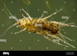 Attēlu rezultāti vaicājumam “Asellus aquaticus”