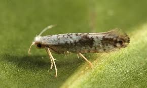 Attēlu rezultāti vaicājumam “Argyresthiidae”