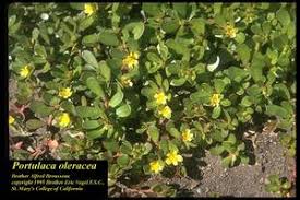 Attēlu rezultāti vaicājumam “Portulaca oleracea”