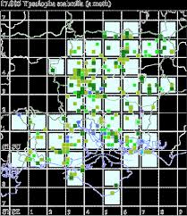 Attēlu rezultāti vaicājumam “Ypsolopha scabrella”