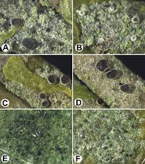 Attēlu rezultāti vaicājumam “Fellhanera subtilis”