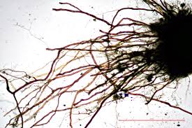 Attēlu rezultāti vaicājumam “Fissidens bryoides”