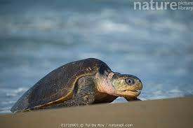 Image result for Lepidochelys olivacea
