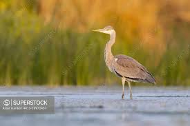 Attēlu rezultāti vaicājumam “Ardea cinerea”